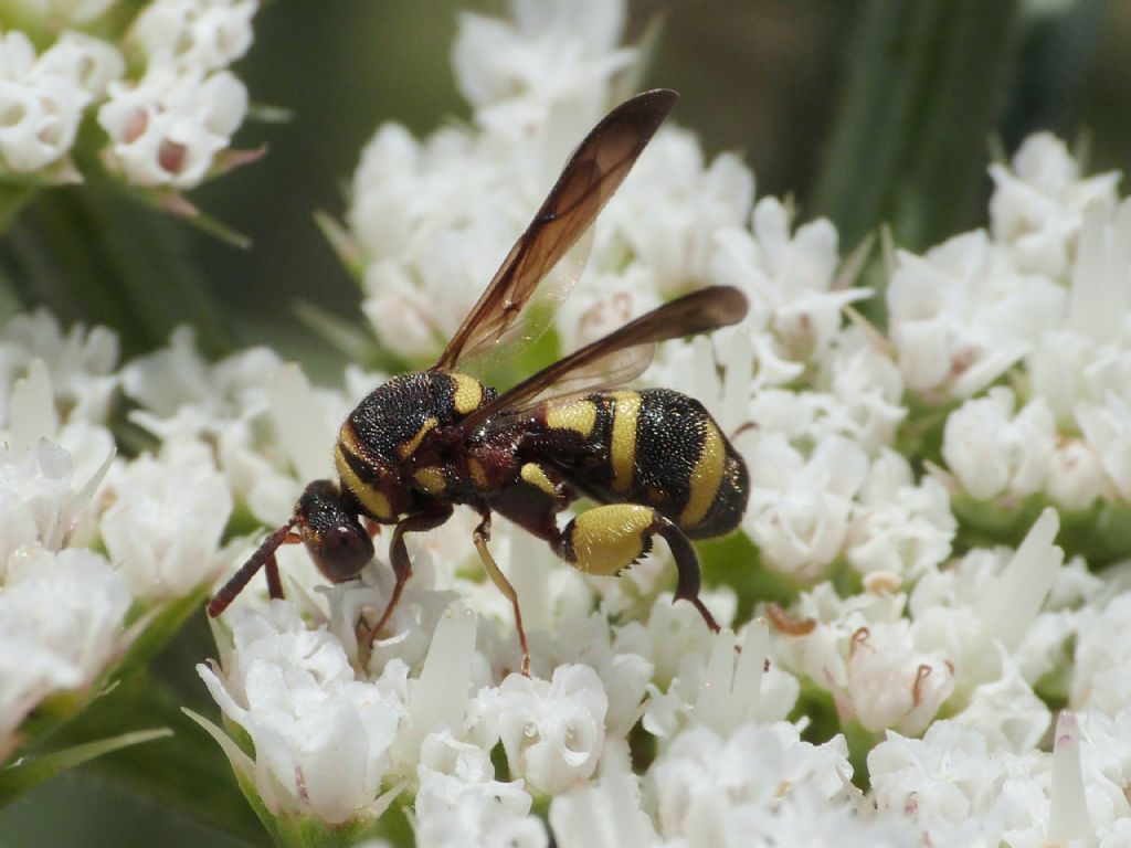 Leucospidae: femmina di Leucospis sinensis